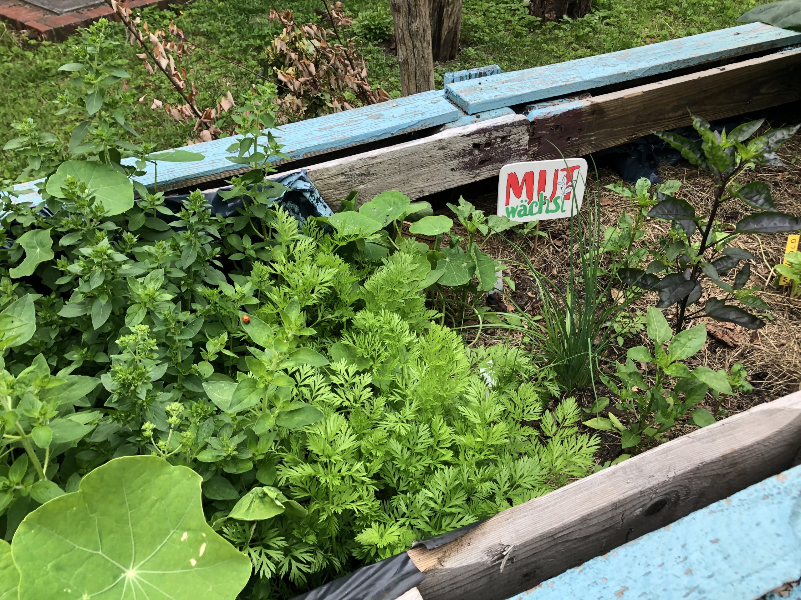 Mut wächst – Urban Gardening in Niendorf
